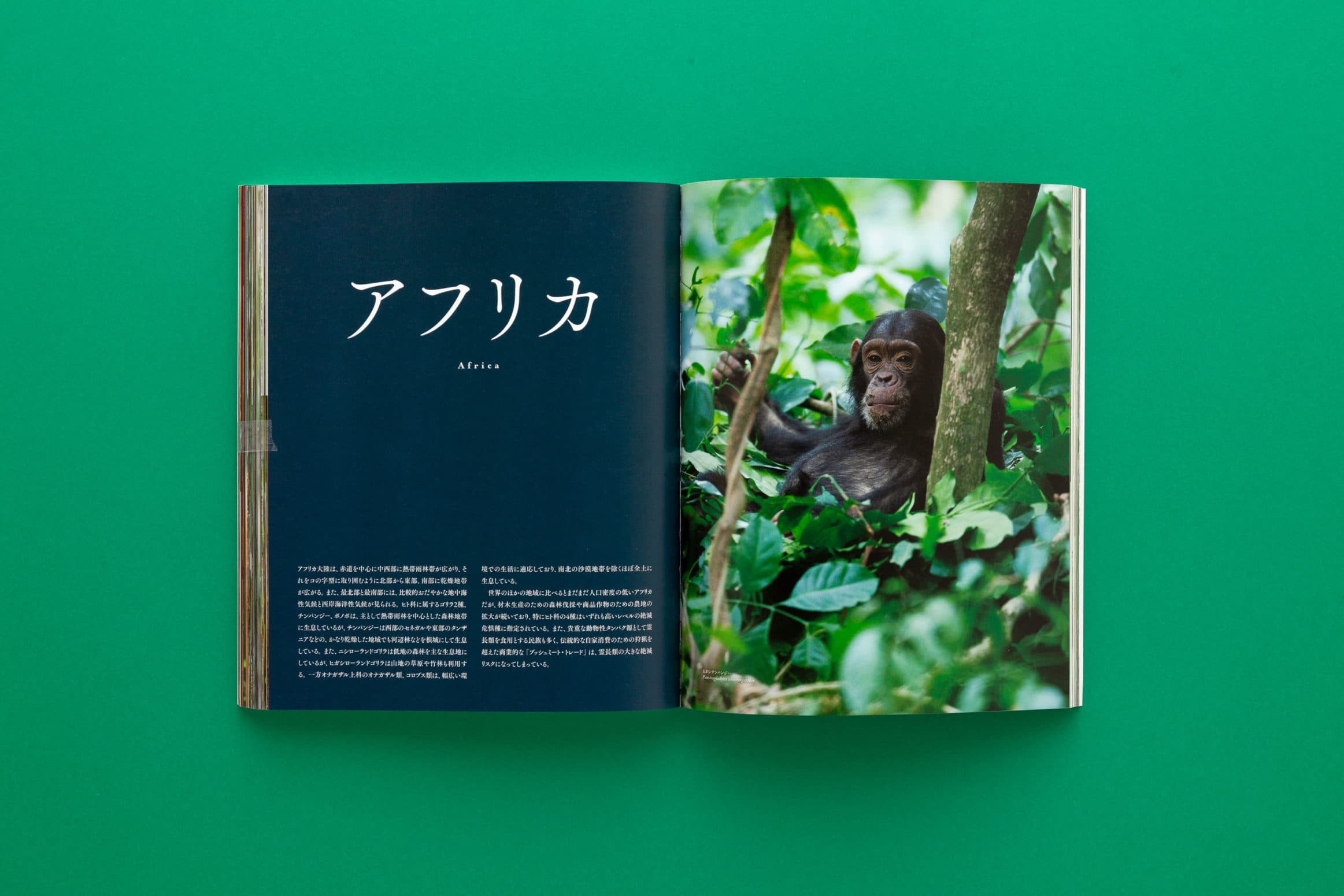 『世界で一番美しいサルの図鑑』