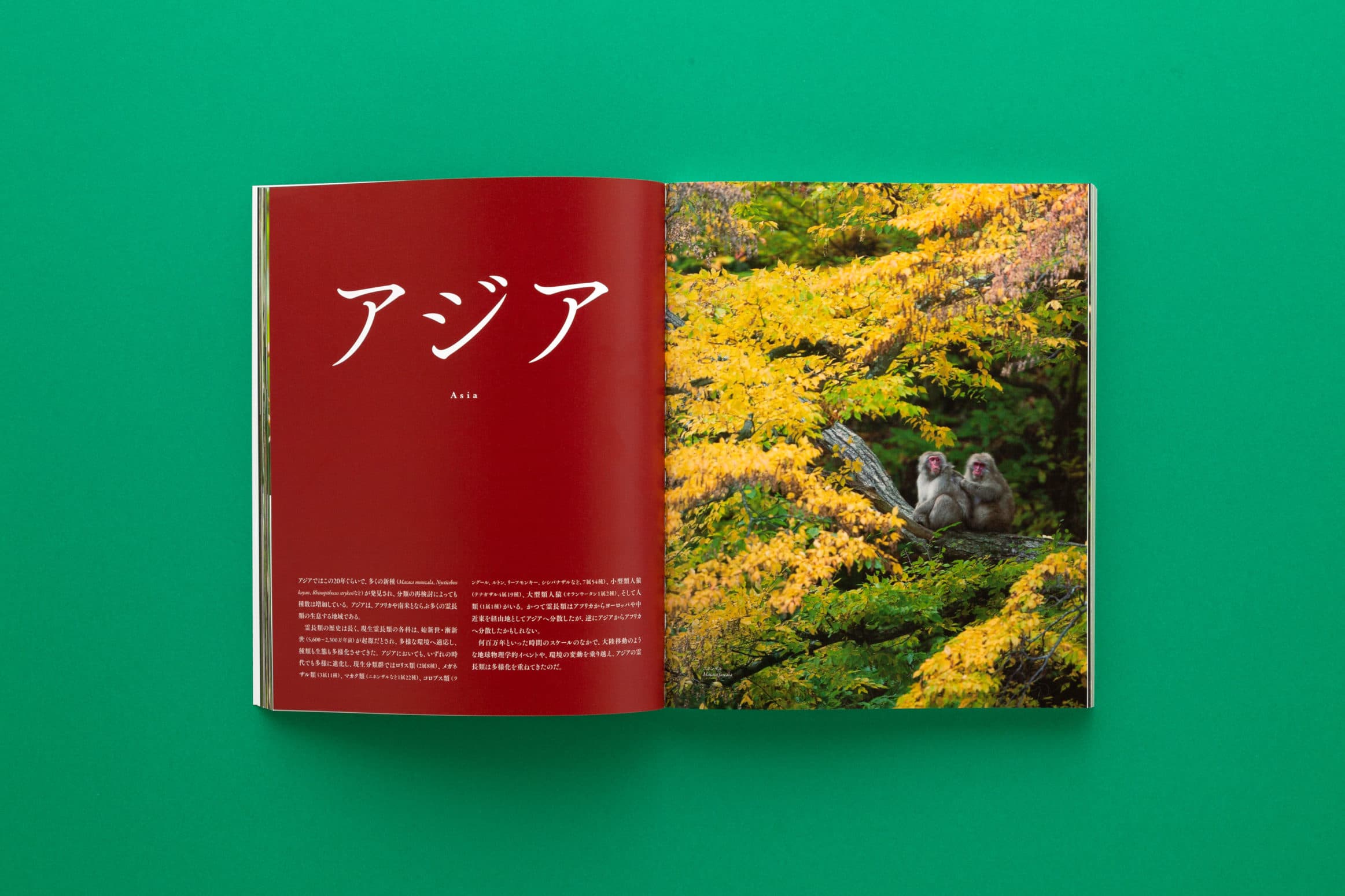 『世界で一番美しいサルの図鑑』